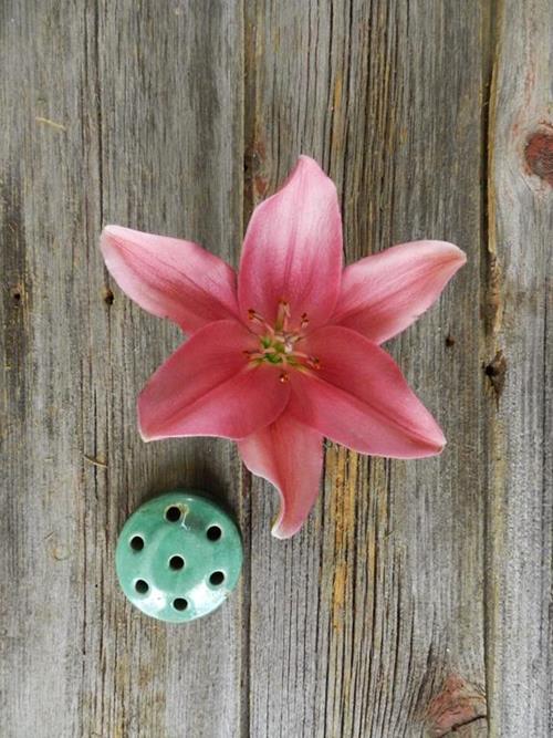 Indian Summer Pink L.A. Hybrid Lilies